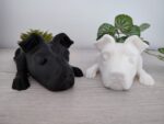 dogs planters
